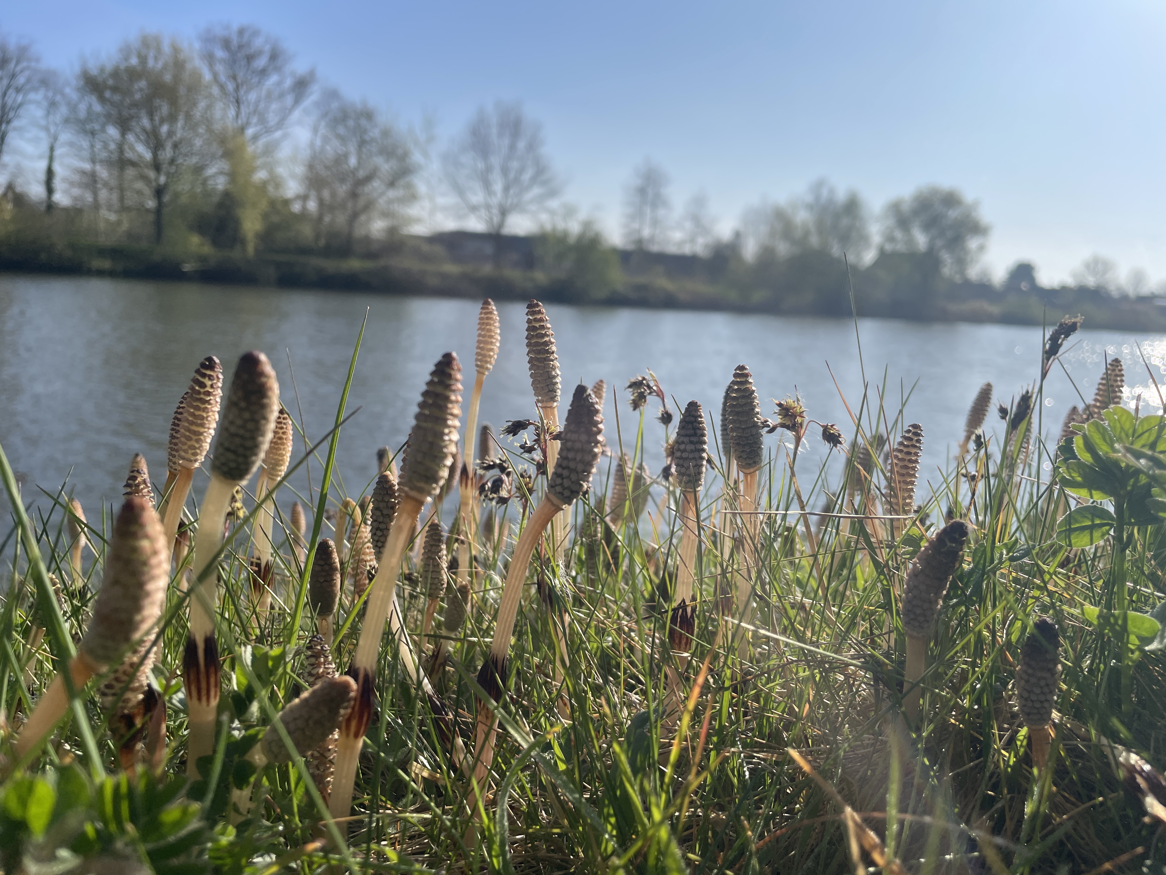 Equisetum